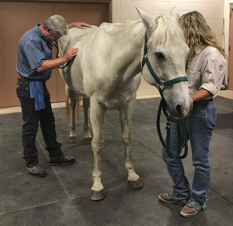 Dr. Woodall checking horse general care