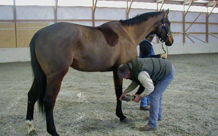 Treating horse advanced lameness