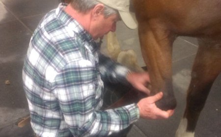 Dr. Woodall treating horse