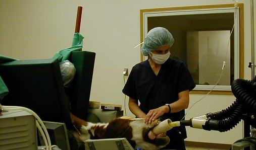 Aspen Ridge Equine Hospital team surgery