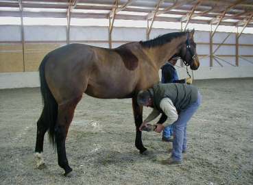 Dr. Woodall treating horse advanced lameness