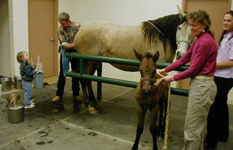 Foal horse reproductive services