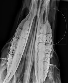 Horse Digital Radiography