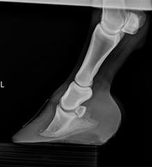 Equine Digital Radiography